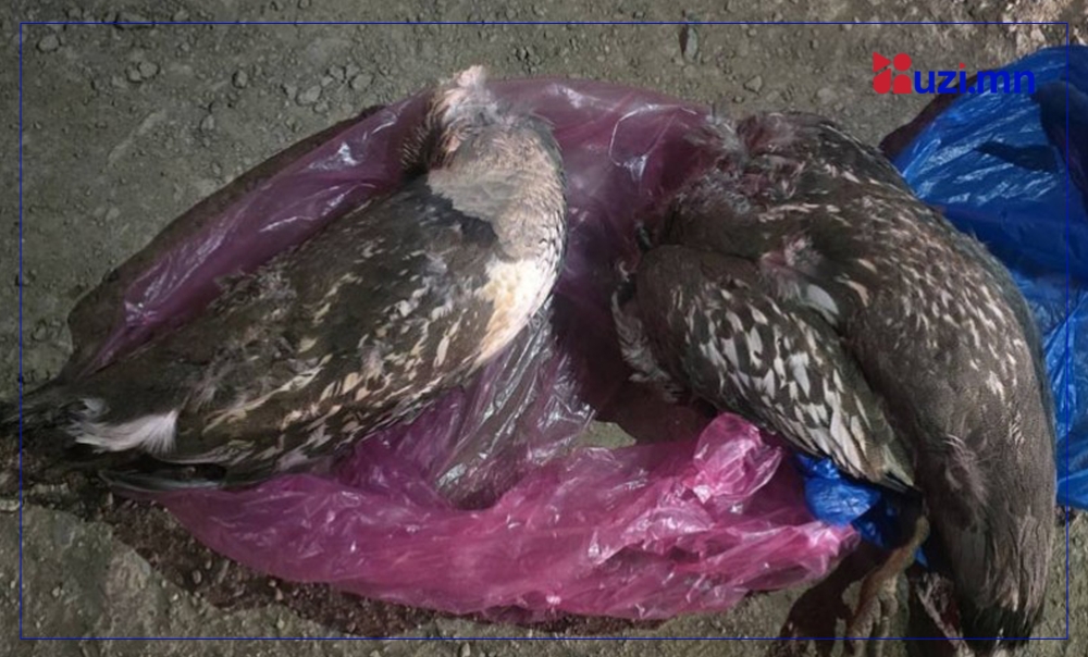 Ховор амьтан агнасан гэмт хэргийг илрүүллээ