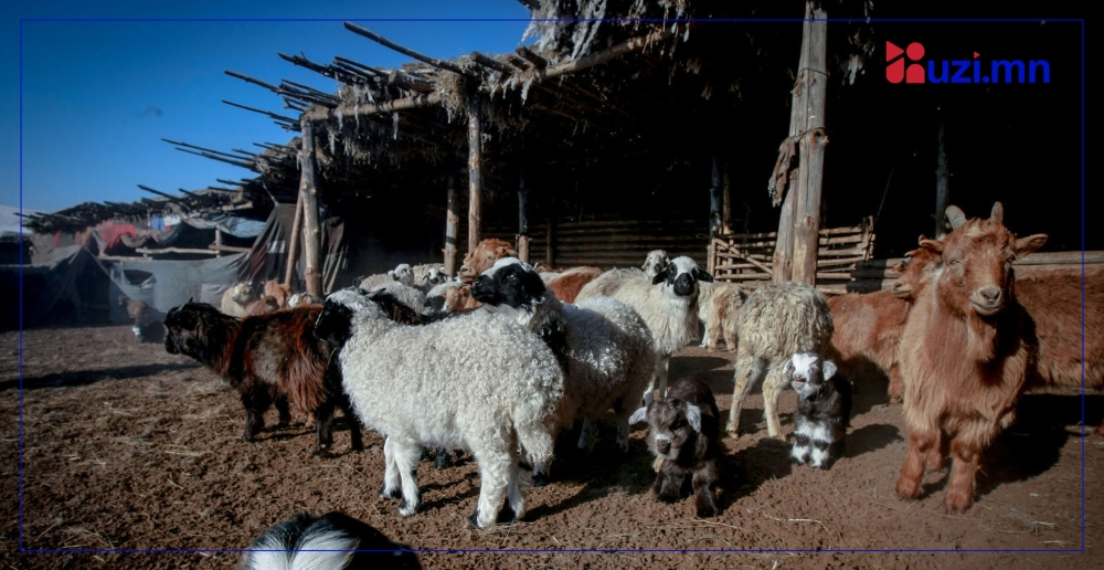 Улсын хэмжээнд 4,2 сая мал төллөж, бойжилт 98.9 хувьтай байна