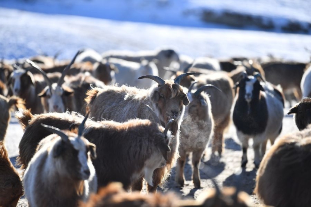 ӨНӨӨДӨР: “Бэлчээр ба нүүдлийн мал аж ахуй эрхлэгчдийн олон улсын жил-2026” үйл ажиллагаа болно